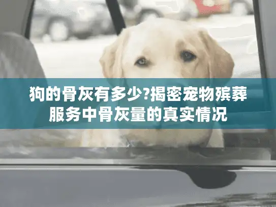 狗的骨灰有多少?揭密宠物殡葬服务中骨灰量的真实情况
