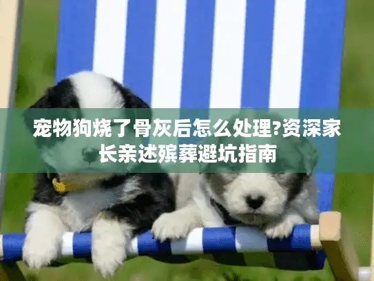 宠物狗烧了骨灰后怎么处理?资深家长亲述殡葬避坑指南