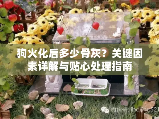 狗火化后多少骨灰？关键因素详解与贴心处理指南