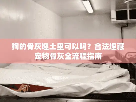 狗的骨灰埋土里可以吗？合法埋藏宠物骨灰全流程指南