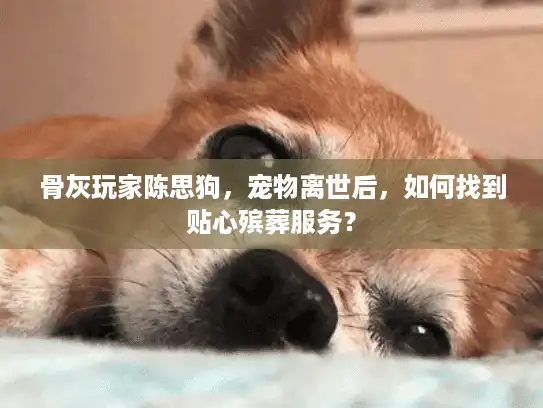 骨灰玩家陈思狗，宠物离世后，如何找到贴心殡葬服务？