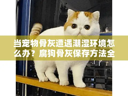 当宠物骨灰遭遇潮湿环境怎么办？腐狗骨灰保存方法全解析
