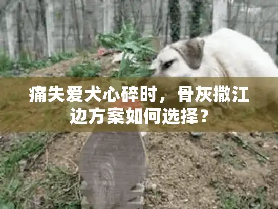痛失爱犬心碎时，骨灰撒江边方案如何选择？