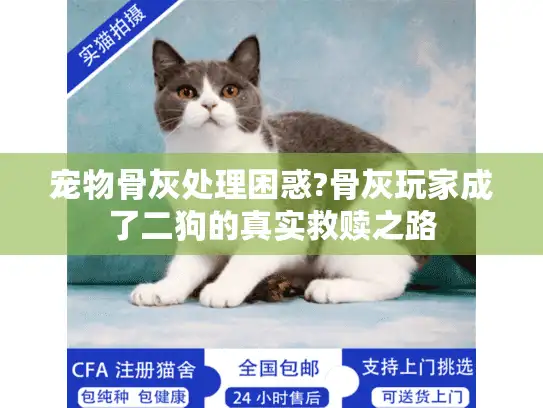 宠物骨灰处理困惑?骨灰玩家成了二狗的真实救赎之路