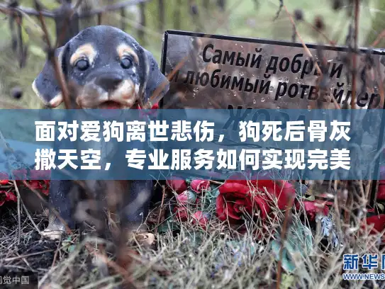 面对爱狗离世悲伤，狗死后骨灰撒天空，专业服务如何实现完美告别？