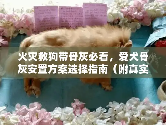 火灾救狗带骨灰必看，爱犬骨灰安置方案选择指南（附真实案例）