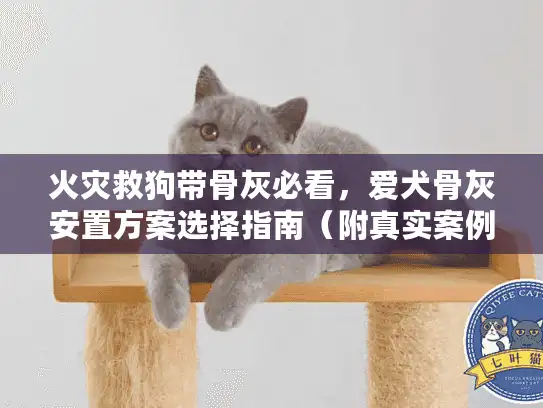 火灾救狗带骨灰必看，爱犬骨灰安置方案选择指南（附真实案例）
