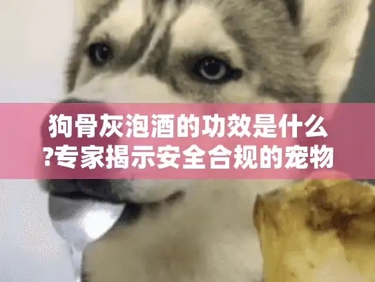 狗骨灰泡酒的功效是什么?专家揭示安全合规的宠物骨灰安葬纪念方式