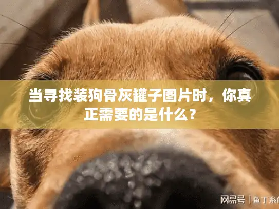 当寻找装狗骨灰罐子图片时，你真正需要的是什么？