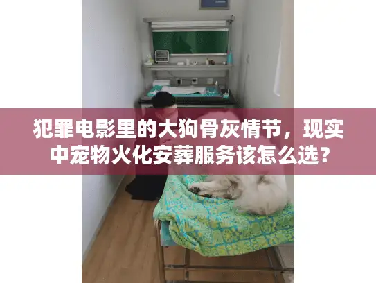犯罪电影里的大狗骨灰情节，现实中宠物火化安葬服务该怎么选？