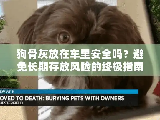 狗骨灰放在车里安全吗？避免长期存放风险的终极指南