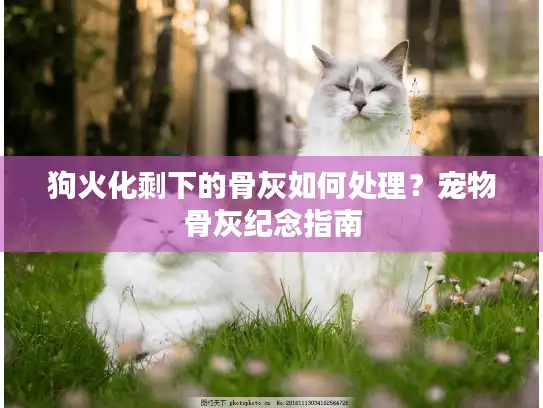 狗火化剩下的骨灰如何处理？宠物骨灰纪念指南