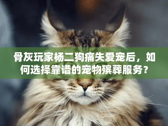 骨灰玩家杨二狗痛失爱宠后，如何选择靠谱的宠物殡葬服务？
