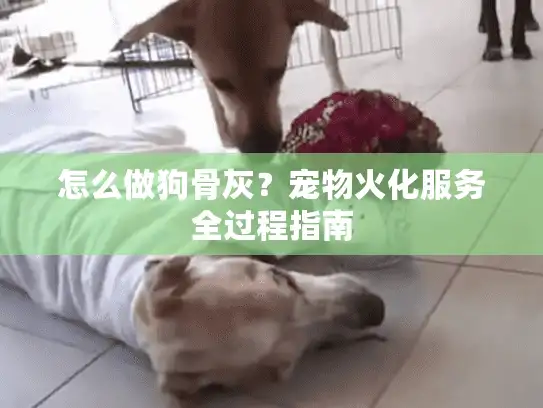 怎么做狗骨灰？宠物火化服务全过程指南