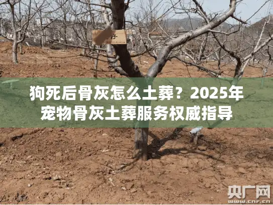 狗死后骨灰怎么土葬？2025年宠物骨灰土葬服务权威指导