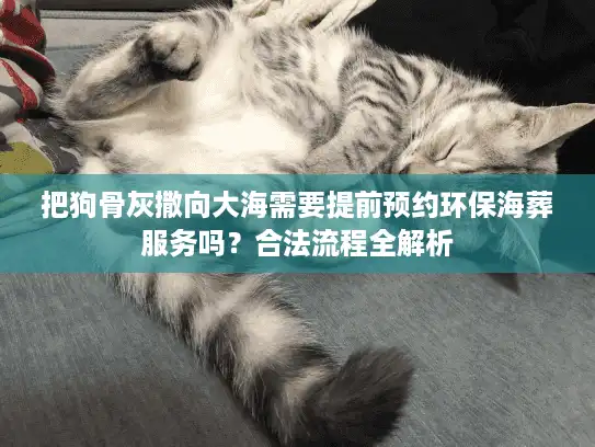 把狗骨灰撒向大海需要提前预约环保海葬服务吗？合法流程全解析