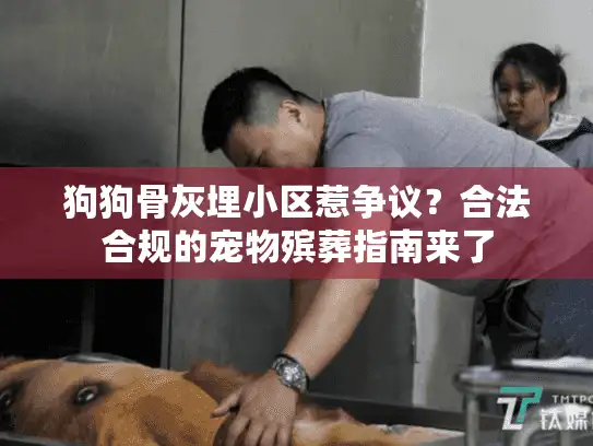 狗狗骨灰埋小区惹争议？合法合规的宠物殡葬指南来了