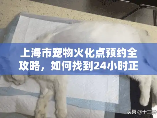 上海市宠物火化点预约全攻略，如何找到24小时正规宠物殡葬机构
