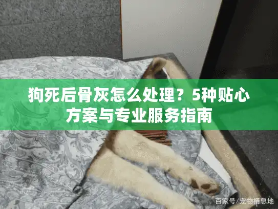狗死后骨灰怎么处理？5种贴心方案与专业服务指南