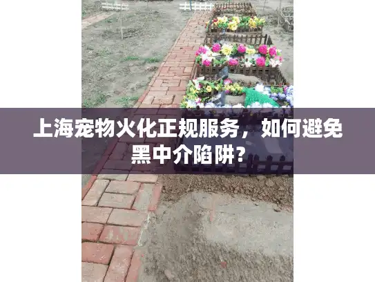 上海宠物火化正规服务，如何避免黑中介陷阱？