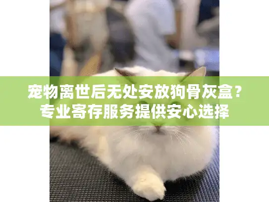 宠物离世后无处安放狗骨灰盒？专业寄存服务提供安心选择