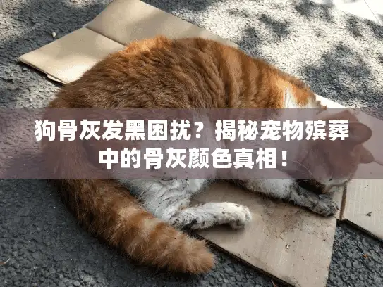 狗骨灰发黑困扰？揭秘宠物殡葬中的骨灰颜色真相！