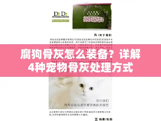 腐狗骨灰怎么装备？详解4种宠物骨灰处理方式