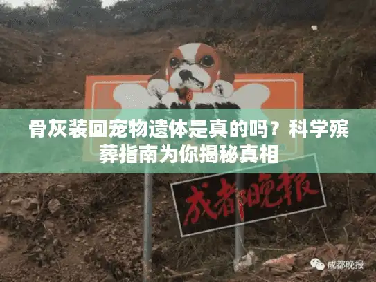 骨灰装回宠物遗体是真的吗？科学殡葬指南为你揭秘真相