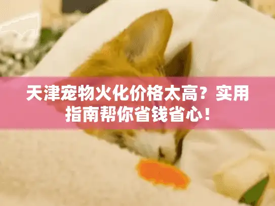 天津宠物火化价格太高？实用指南帮你省钱省心！