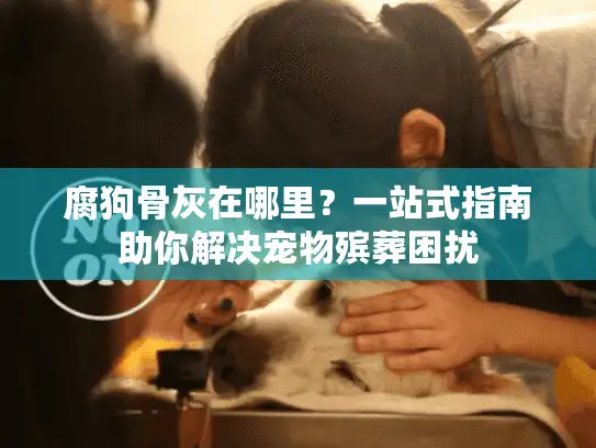腐狗骨灰在哪里？一站式指南助你解决宠物殡葬困扰