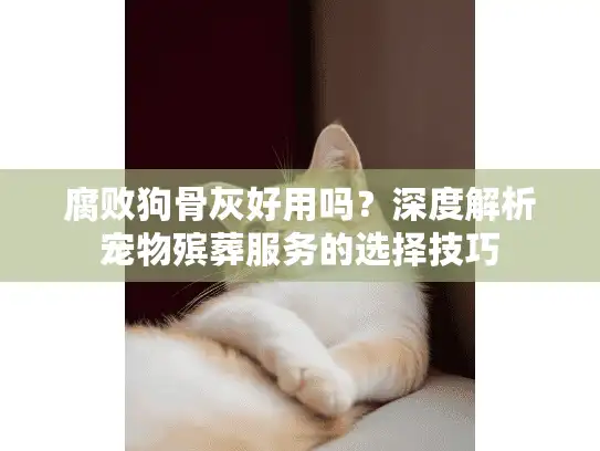 腐败狗骨灰好用吗？深度解析宠物殡葬服务的选择技巧