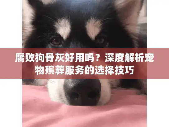 腐败狗骨灰好用吗？深度解析宠物殡葬服务的选择技巧