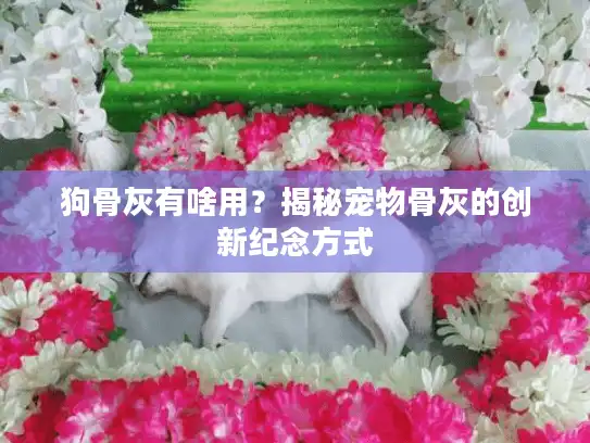 狗骨灰有啥用？揭秘宠物骨灰的创新纪念方式