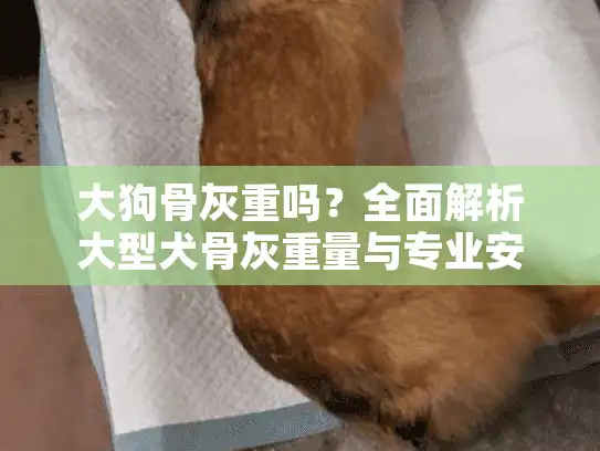 大狗骨灰重吗？全面解析大型犬骨灰重量与专业安葬服务指南