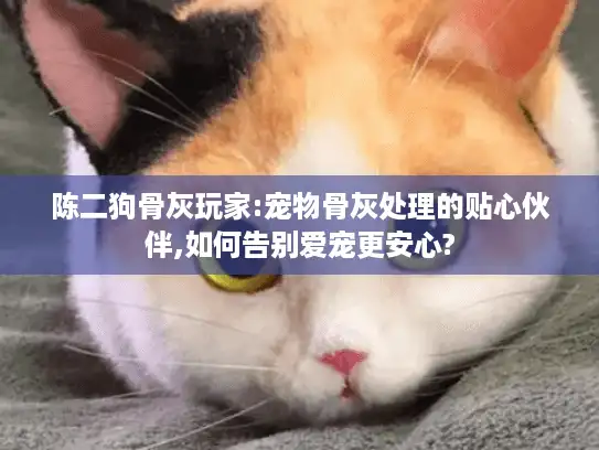 陈二狗骨灰玩家:宠物骨灰处理的贴心伙伴,如何告别爱宠更安心?