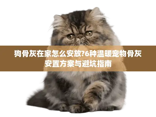 狗骨灰在家怎么安放?6种温暖宠物骨灰安置方案与避坑指南