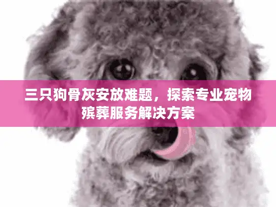 三只狗骨灰安放难题，探索专业宠物殡葬服务解决方案