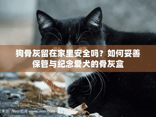 狗骨灰留在家里安全吗？如何妥善保管与纪念爱犬的骨灰盒