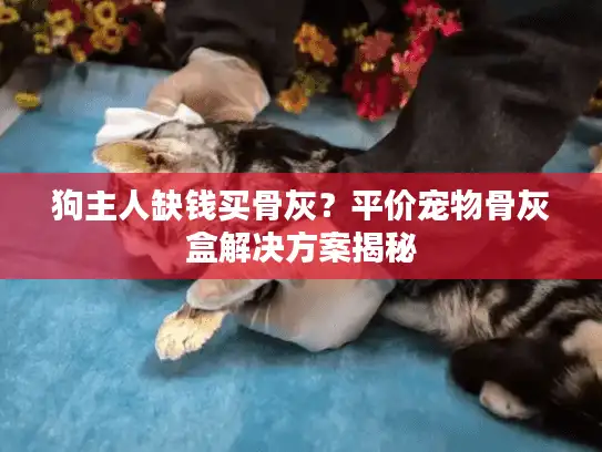狗主人缺钱买骨灰？平价宠物骨灰盒解决方案揭秘