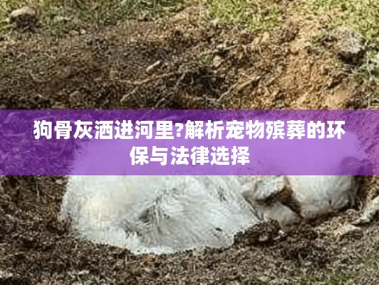 狗骨灰洒进河里?解析宠物殡葬的环保与法律选择