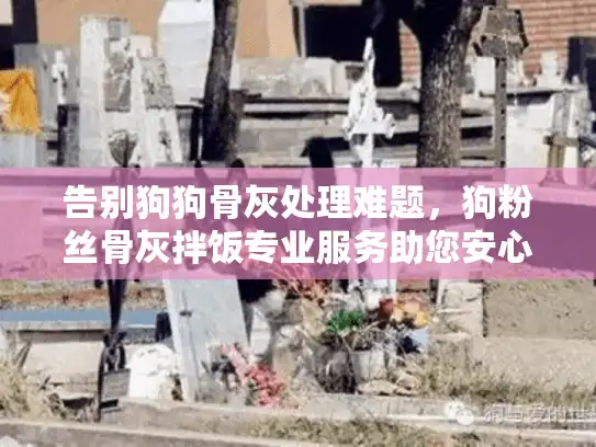 告别狗狗骨灰处理难题，狗粉丝骨灰拌饭专业服务助您安心