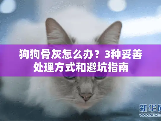 狗狗骨灰怎么办？3种妥善处理方式和避坑指南