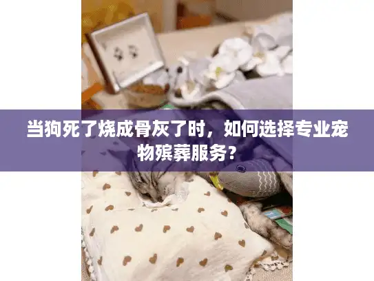 当狗死了烧成骨灰了时，如何选择专业宠物殡葬服务？