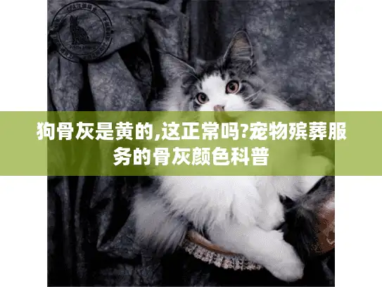 狗骨灰是黄的,这正常吗?宠物殡葬服务的骨灰颜色科普