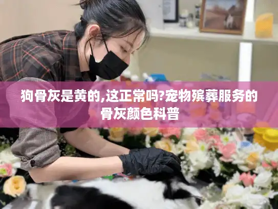 狗骨灰是黄的,这正常吗?宠物殡葬服务的骨灰颜色科普