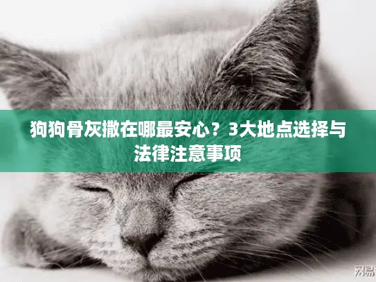 狗狗骨灰撒在哪最安心？3大地点选择与法律注意事项