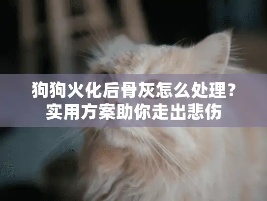 狗狗火化后骨灰怎么处理？实用方案助你走出悲伤