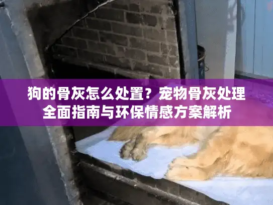 狗的骨灰怎么处置？宠物骨灰处理全面指南与环保情感方案解析