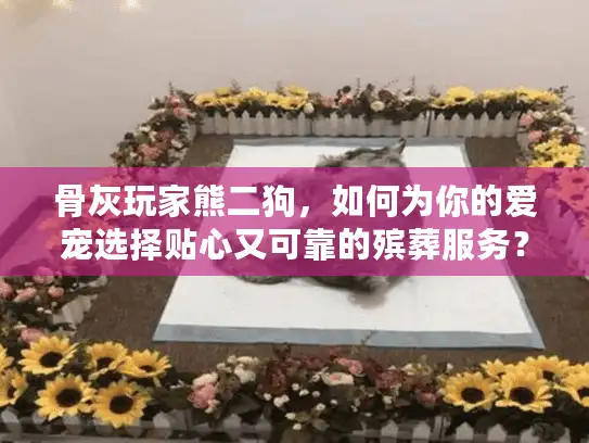 骨灰玩家熊二狗，如何为你的爱宠选择贴心又可靠的殡葬服务？