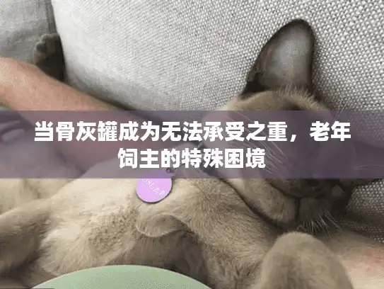 当骨灰罐成为无法承受之重，老年饲主的特殊困境